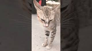 FRIENDLY POOR CAT  kuyajayvlog646 [upl. by Venola]