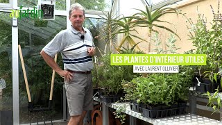 PLANTES DINTÉRIEUR UTILES😃Pour la DÉCO la CUISINE le SOIN ou le PARFUM [upl. by Adnek450]