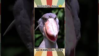 Stupid Bird Facts Video  kannada facts karnataka amezing youtubeshorts trendingshorts [upl. by Rehctelf]