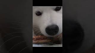 Samoyed ASMR  Munching sounds samoyed asmr [upl. by Aneala137]