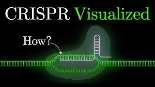 But what is CRISPRCas9 An animated introduction to Gene Editing some2 [upl. by Fruin702]