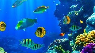 A depth mystery DeepOcean OceanExploration trending earth hydrosphere youtubeshorts viral [upl. by Verdha]