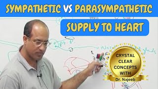 Sympathetic vs Parasympathetic Supply to Heart 🫀 [upl. by Spring74]