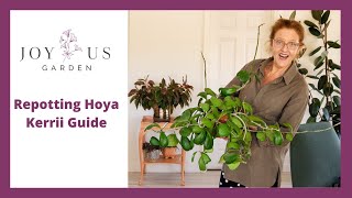 HOW TO REPOT A HOYA KERRII SWEETHEART HOYA [upl. by Soisinoid]