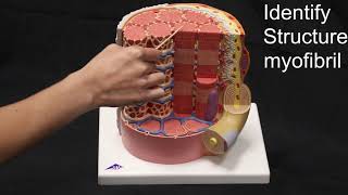 Skeletal Muscle Model Quiz [upl. by Aisilef]