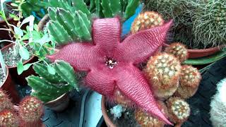 Stapelia grandiflora Starfish Plant in MAGNIFICENT Flower [upl. by Sutherland]