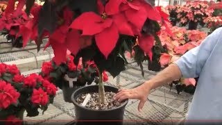 Poinsettia care tips  how to keep your poinsettia looking good this year and next [upl. by Iran]