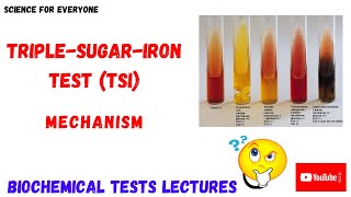 TripleSugarIron TSItest  Conceptional Explanation  RESULTS Explained [upl. by Ymor]