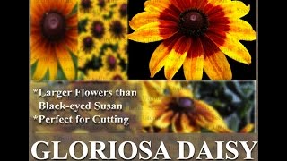 Gloriosa Daisy Daisy Seed  Rudbeckia gloriosa FLOWER SEEDS on wwwMySeedsCo [upl. by Rochemont]