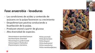 Fermentación del Cacao  Clases de microbiología agrícola [upl. by Mauricio195]