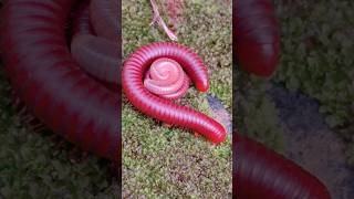 Millipedes family inside youtubevideos kids shorts [upl. by Tremml133]