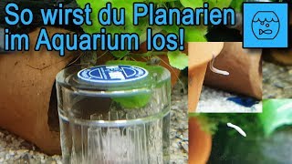 Lästige Plagegeister im Aquarium So wirst du Planarien in deinem Becken losTipps und Tricks [upl. by Notsgnik]