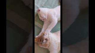 masaje de cabeza 😹🐈funnycats funny funnyvideo cat cats catlover gatos short [upl. by Florencia600]