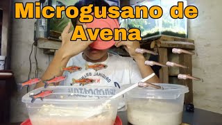 Cómo hacer y reproducir microgusano de Avena [upl. by Enna]