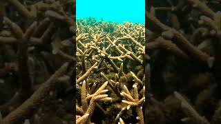 Branching Corals Acropora branching coral acropora fishschool reef reeffish underwatervideo [upl. by Debee857]