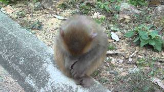 Story of an Injured Macaque 1 Sorry that you have a big nasty wound [upl. by Burrell48]