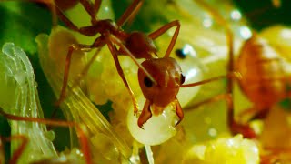 Ants Use Grubs as Glue Gun  Wild Thailand  BBC Earth [upl. by Leonor785]