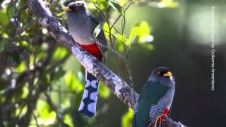 Hispaniolan Trogon Call [upl. by Ia]