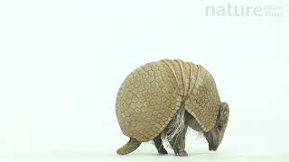 Southern threebanded armadillo uncurling and standing up Lincoln Childrens Zoo Nebraska USA [upl. by Ryhpez694]