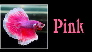 All 12 Colors of Betta Fish are Shown in This Video  Select Your Most Favourite Colour [upl. by Matrona]