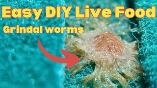 Culturing grindal worms for small freshwater fish  live foods for aquarium [upl. by Noyrb]