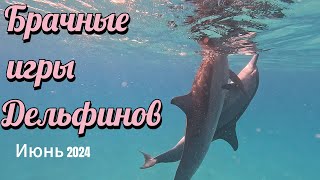 Брачные игры дельфинов Риф Сатайя Дом дельфинов ИЮНЬ 2024 Sataya Dolphin Reef [upl. by Benedic]