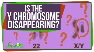 Is the Y Chromosome Disappearing [upl. by Eidnas]