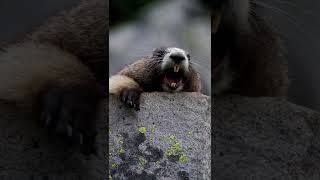 Funny Marmot Screaming  Original Video [upl. by Fritzsche]