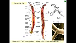 CLASE 10 Ancylostoma Necator [upl. by Shulman]