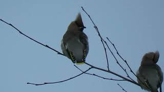 231201 RSPB Saltholme [upl. by Alhan]