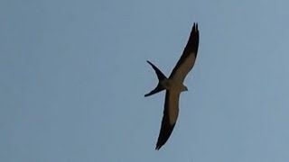 GAVIÃO TESOURA caçando alimento ELANOIDES FORFICATUS SWALLOW TAILED KITE ITAPEMA TESOURÃO [upl. by Loreen50]