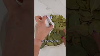 Take bay leaves and place them on your palm Youll thank me later [upl. by Nire]