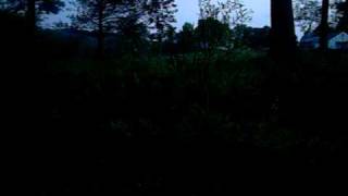 Sounds of the night near a freshwater marsh and pond in Western Massachusetts [upl. by Erodisi]