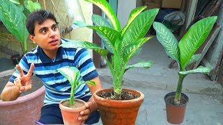 Can you grow dieffenbachia from a cutting  Where you cut dieffenbachia  dieffenbachia propagation [upl. by Enajyram803]