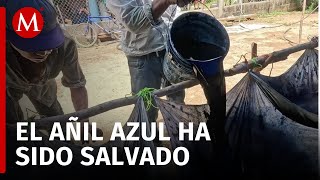 Productores en Oaxaca rescatan la producción del Oro Azul colorante natural de plantas [upl. by Nyladnewg796]