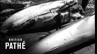 Whaling 19401949 [upl. by Ahtelat]