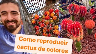 Como reproducir cactus de colores [upl. by Dilahk]