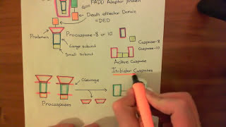 The Extrinsic Apoptosis Fas  Fas Ligand Pathway Part 2 [upl. by Yekcir421]