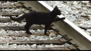 Black Cat Crossing CSX Train Tracks with EMDs [upl. by Anawed835]