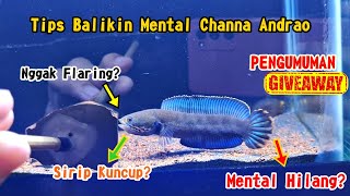 3 Cara Untuk Menaikan Mental Channa Andrao Dijamin Berhasil❗❗❗ [upl. by Eeima]