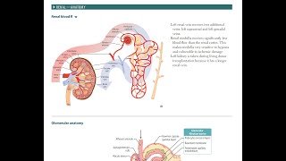 Renal Anatomy  USMLE STEP 1 [upl. by Honniball]