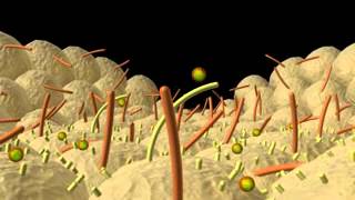 Fluid Dynamic Mechanism Responsible for Breaking the LeftRight Symmetry Supplemental Video 8 [upl. by Eojyllib]