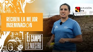 Las vacas montisonenses en celo reciben la mejor inseminación [upl. by Alita14]