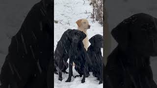 Labrador Retriever Gundogs dog dogtraining [upl. by Ynittirb]