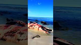 Why does a whale kill its family members while dying shorts whale [upl. by Annal]