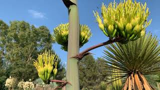 Agave ovatifolia en floraison en juin 2023 [upl. by Onra]