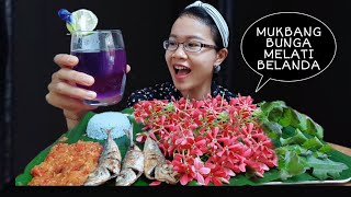 MUKBANG BUNGA MELATI BELANDA [upl. by Ianteen]