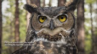 how does Great Horned Owl Sounds  Voice amp Calls  Attract [upl. by Toni888]