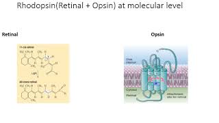 Phototransduction Rhodopsin Transducin [upl. by Cooperman]