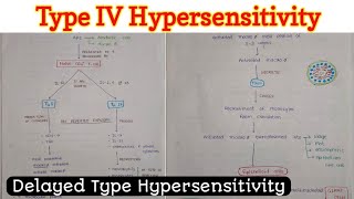 Type 4 Hypersensitivity [upl. by Yun]